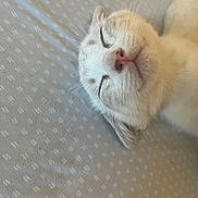 Yuki is registered to the contest to win money with this photo: cat, sleeping, close_up, whiskers, pink_nose, fur, resting, peaceful, indoor, pet, animal, cute, calm, soft, patterned_background, light_blue, cozy, relaxed, mammal, domestic