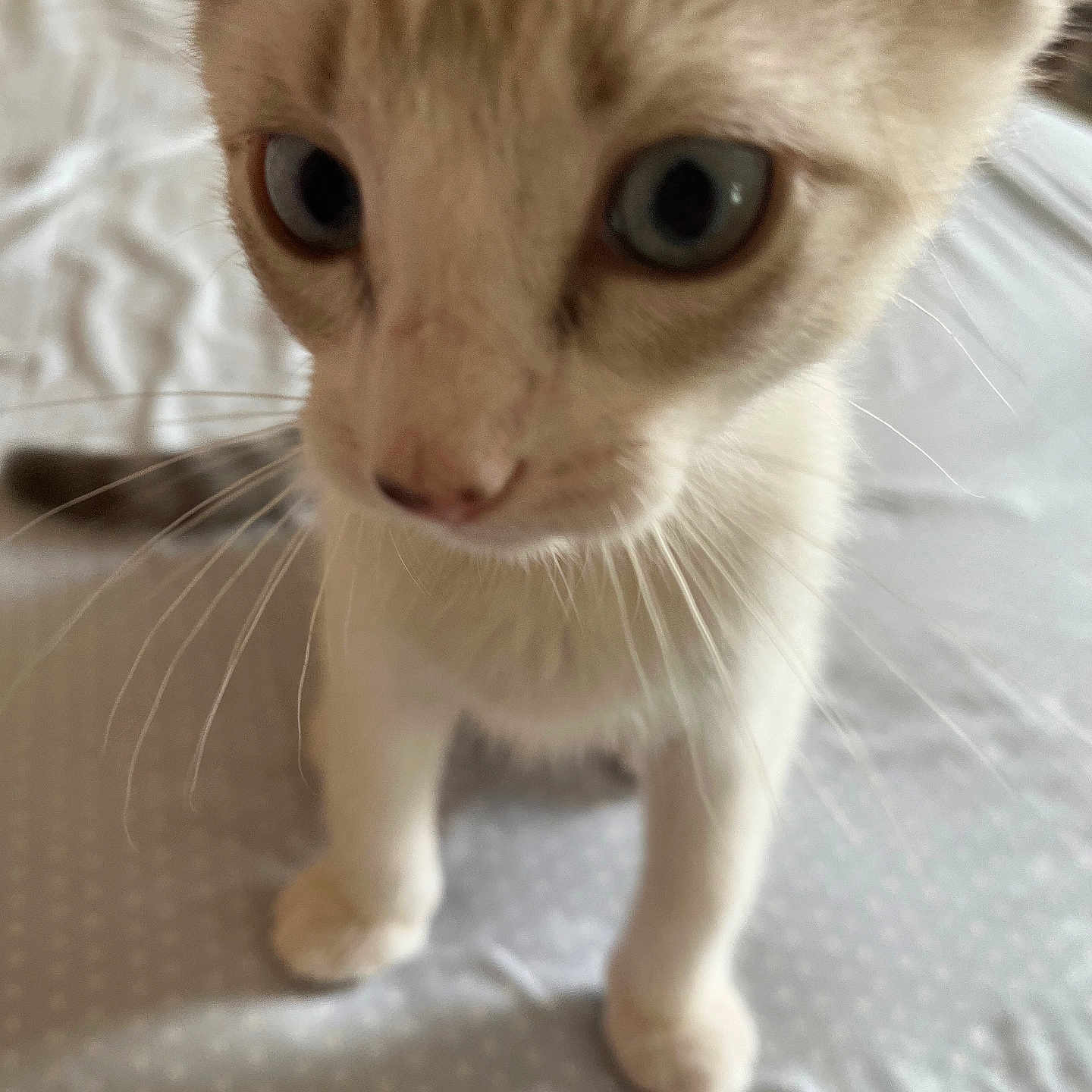 Yuki is registered to the contest to win money with this photo: animal, bed, blanket, cat, close_up, curious, cute, domestic, eyes, feline, fur, indoor, kitten, nose, paws, pet, small, soft, whiskers, young