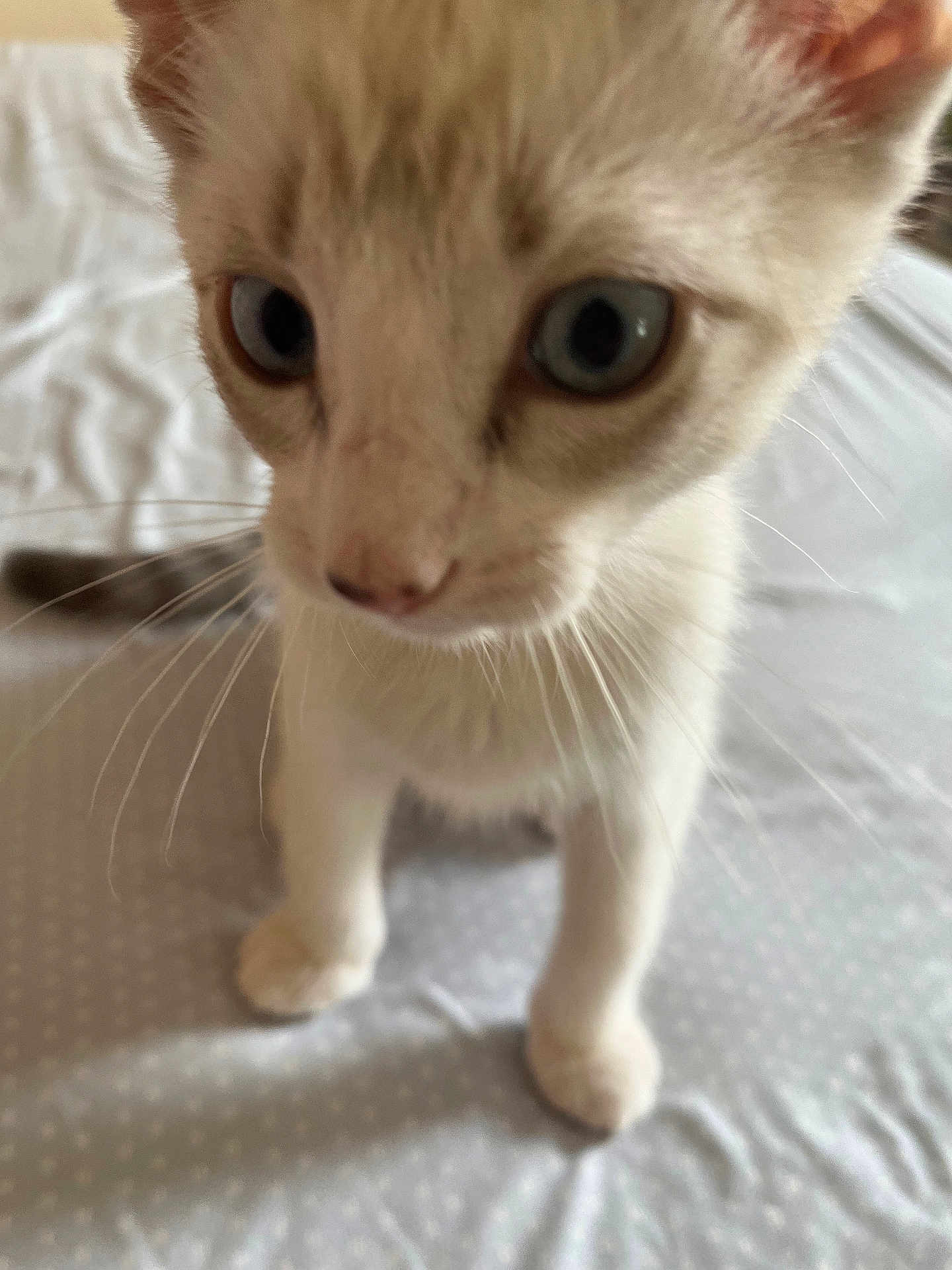 Yuki is registered to the contest to win money with this photo: kitten, cat, close_up, whiskers, curious, pet, animal, feline, cute, indoor, bed, blanket, soft, young, small, fur, eyes, nose, paws, domestic