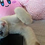 Yuki joined the competition — help win amazing prizes! kitten, white_cat, blur, close_up, plush_toy, pink, pillow, bed, furry, cute, indoor, pet, animal, soft, toy, cozy, young_cat, playful, feline, curious