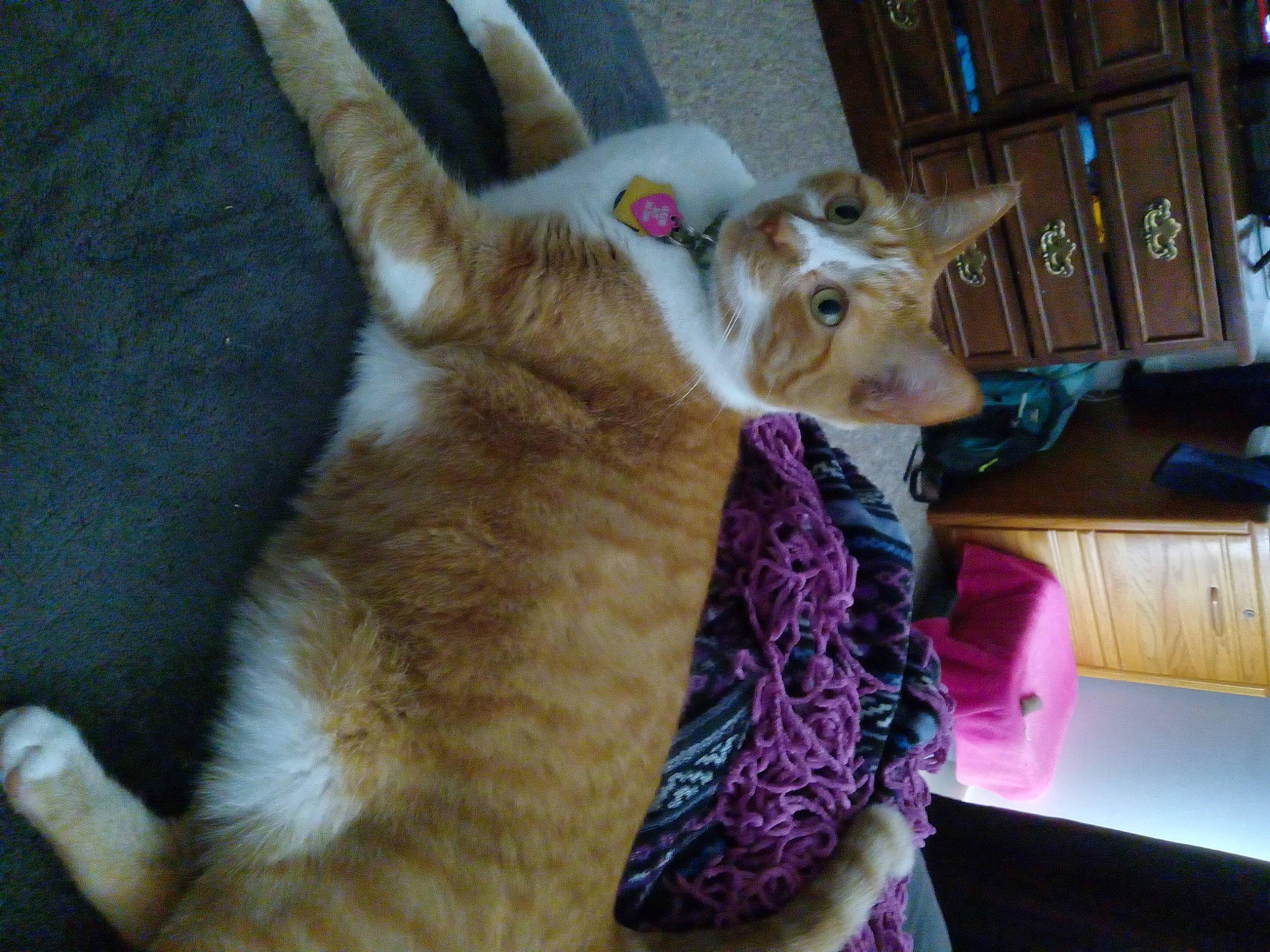 Goldieboy is registered to the contest to win money with this photo: cabinetry, carnivore, collar, companion_dog, dog, dog_breed, dog_supply, domestic_short_haired_cat, fawn, felidae, fur, leash, paw, shelf, small_to_medium_sized_cats, snout, tail, toy, whiskers, working_animal