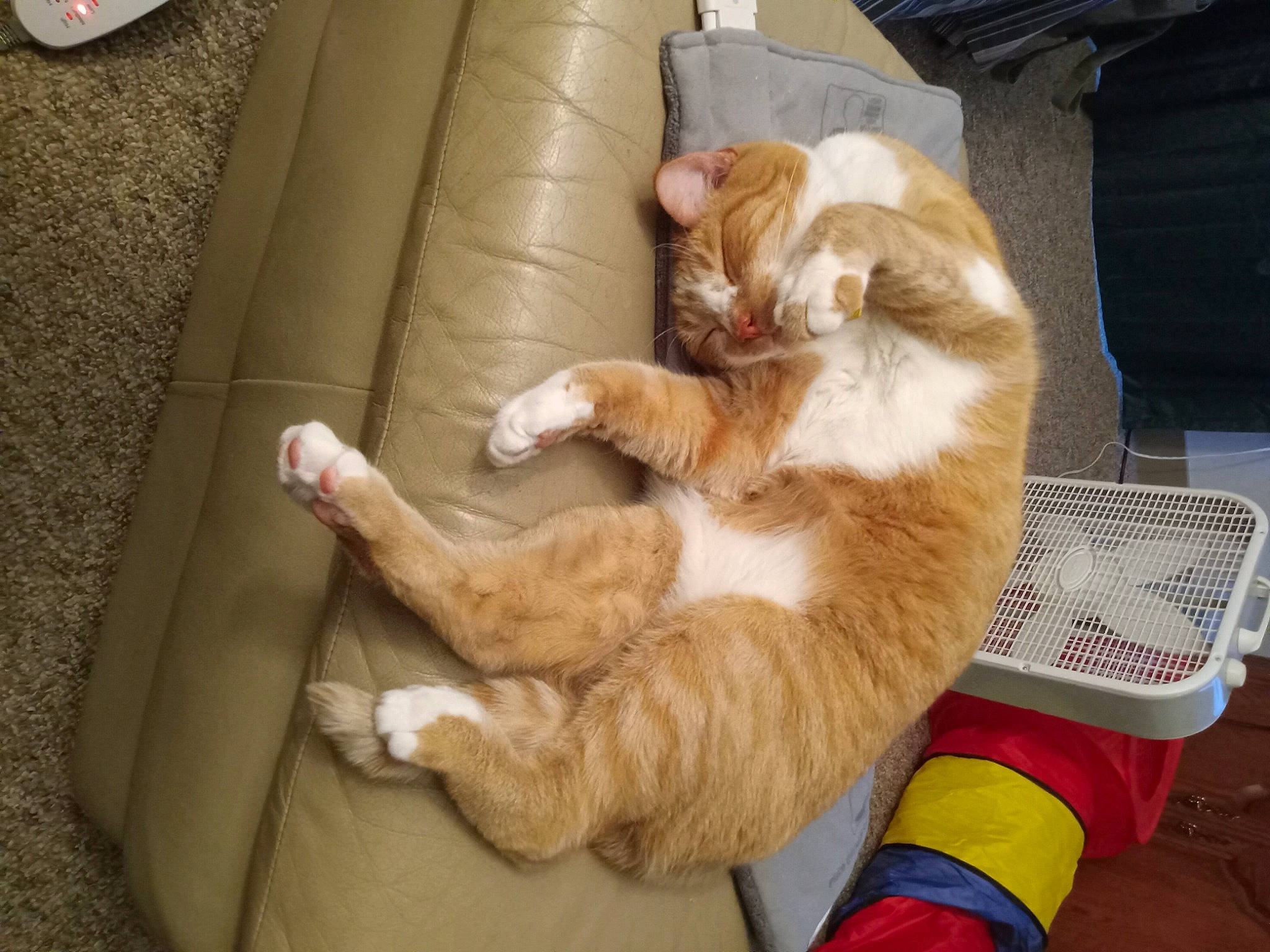 Goldieboy joined the competition — help win amazing prizes! carnivore, cat, claw, comfort, companion_dog, couch, domestic_short_haired_cat, felidae, flooring, foot, fur, hardwood, lap, nap, paw, room, small_to_medium_sized_cats, tail, whiskers, wood