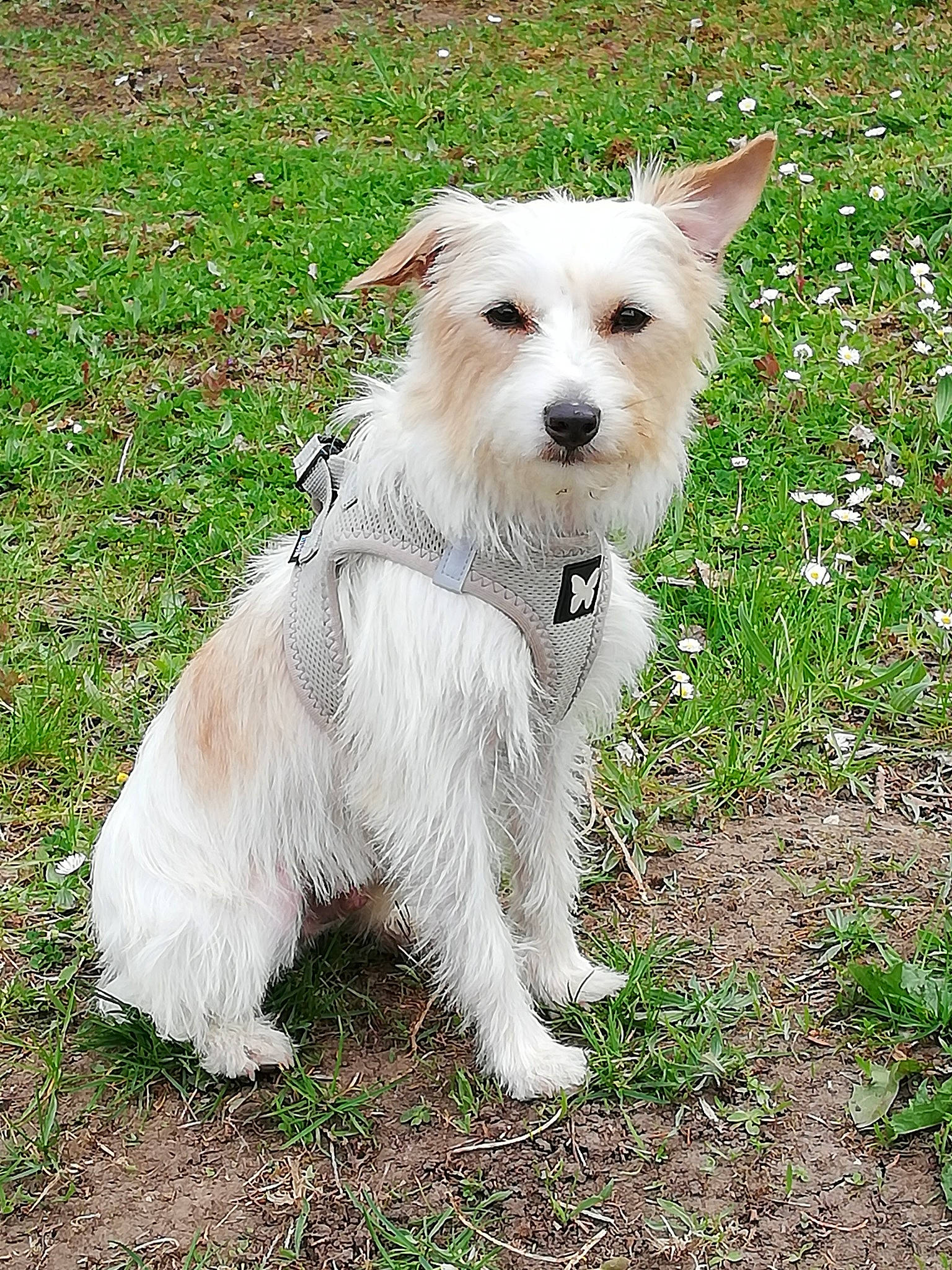 Noucky a rejoint le concours — aidez-le/la à gagner de superbes lots ! ancient_dog_breeds, canidae, carnivore, collar, companion_dog, dog, dog_breed, dog_collar, dog_supply, fashion_accessory, grass, plant, small_terrier, sporting_group, tail, terrier, working_animal