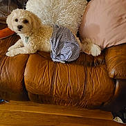 Jake is registered to the contest to win money with this photo: dog, pet, couch, leather, pillow, white_fur, small_dog, indoor, furniture, wooden_floor, curious, cozy, blanket, relaxed, animal, domestic, canine, home, fur, seated