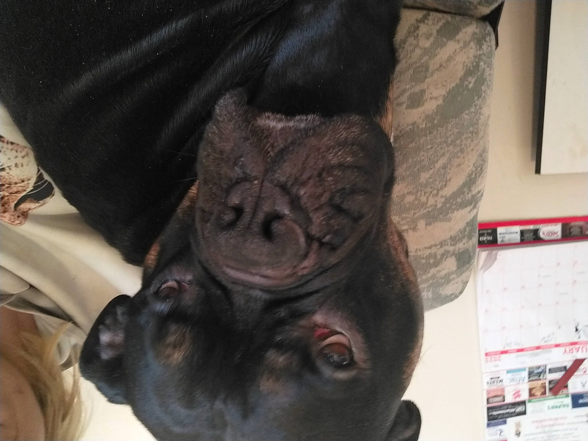 Otis joined the competition — help win amazing prizes! ancient_history, anthropology, art, artifact, carving, fictional_character, flesh, fur, history, jaw, metal, picture_frame, primate, sculpture, snout, terrestrial_animal, tourist_attraction, toy, visual_arts, wrinkle