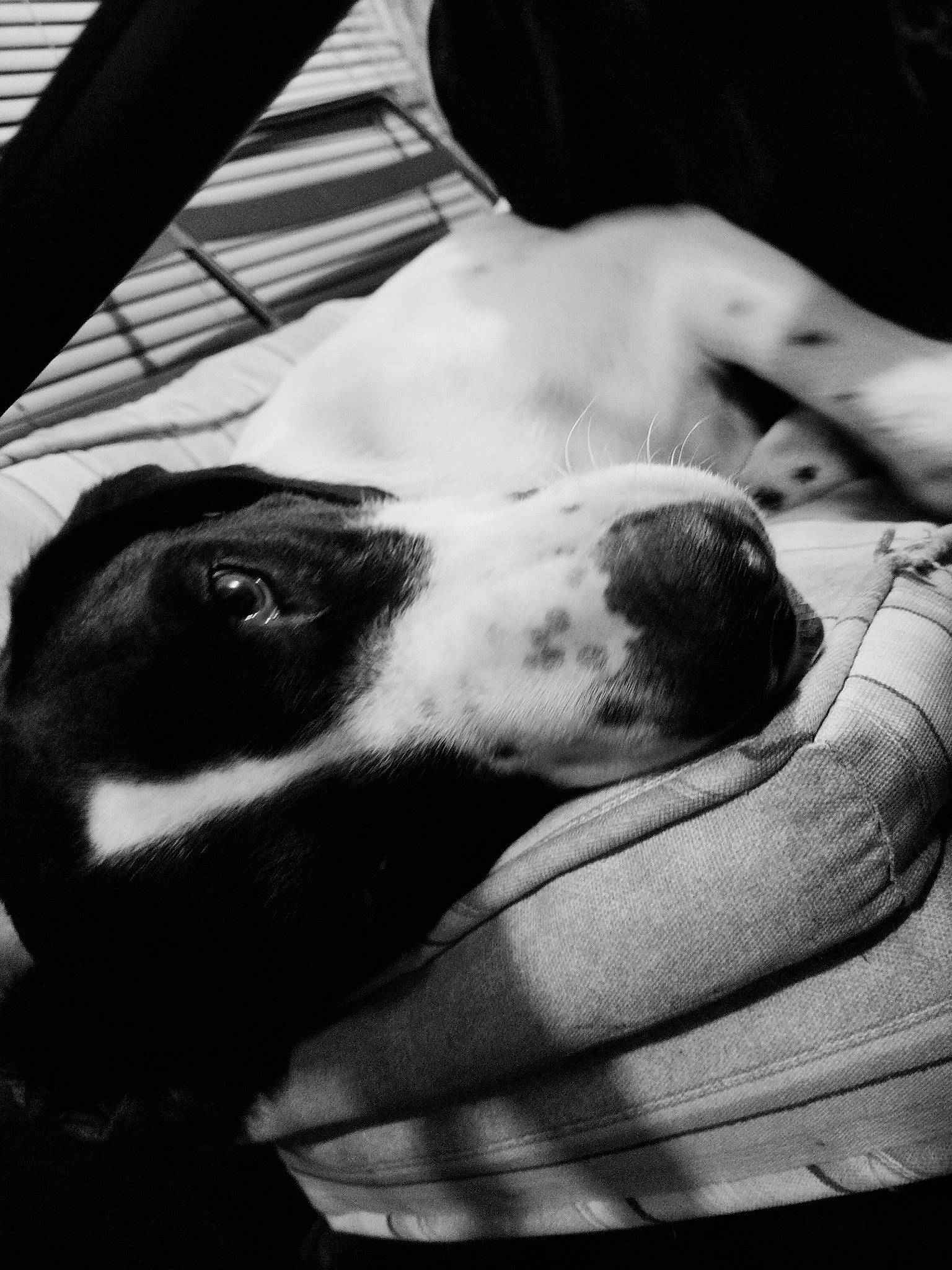 Myles is registered to the contest to win money with this photo: black_and_white, canidae, carnivore, comfort, companion_dog, dog, dog_breed, fur, gesture, human_leg, jaw, monochrome, monochrome_photography, nap, snout, sporting_group, style, tints_and_shades, whiskers, working_animal