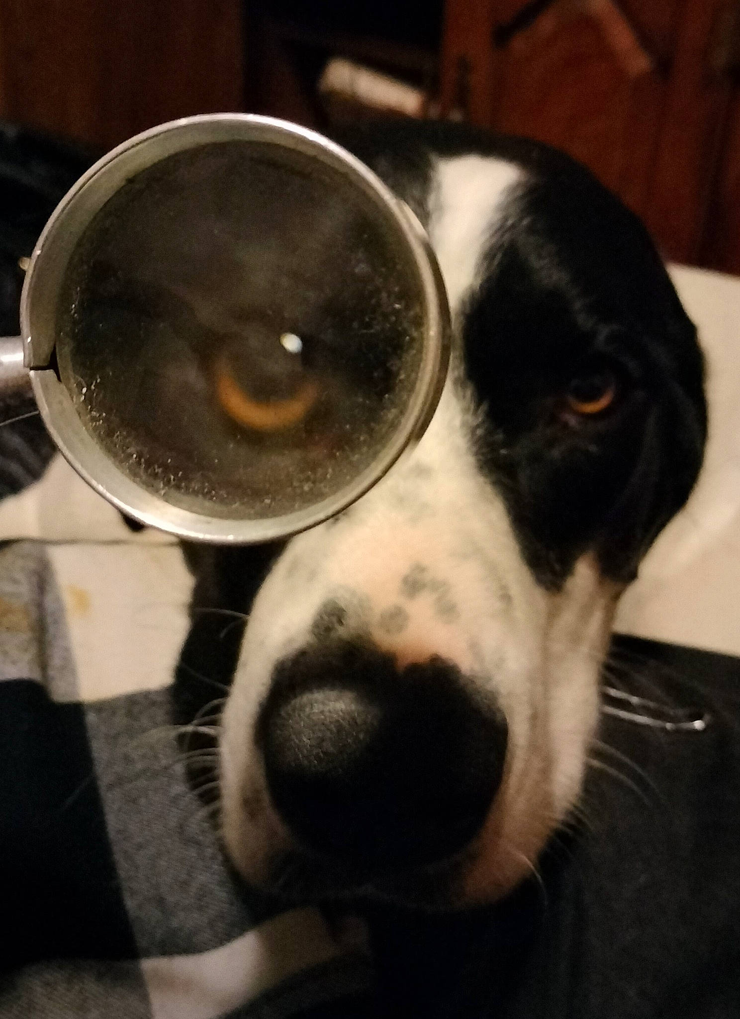 Myles joined the competition — help win amazing prizes! audio_equipment, canidae, carnivore, companion_dog, dog, dog_breed, ear, fur, metal, non_sporting_group, personal_protective_equipment, snout, sporting_group, whiskers, working_animal