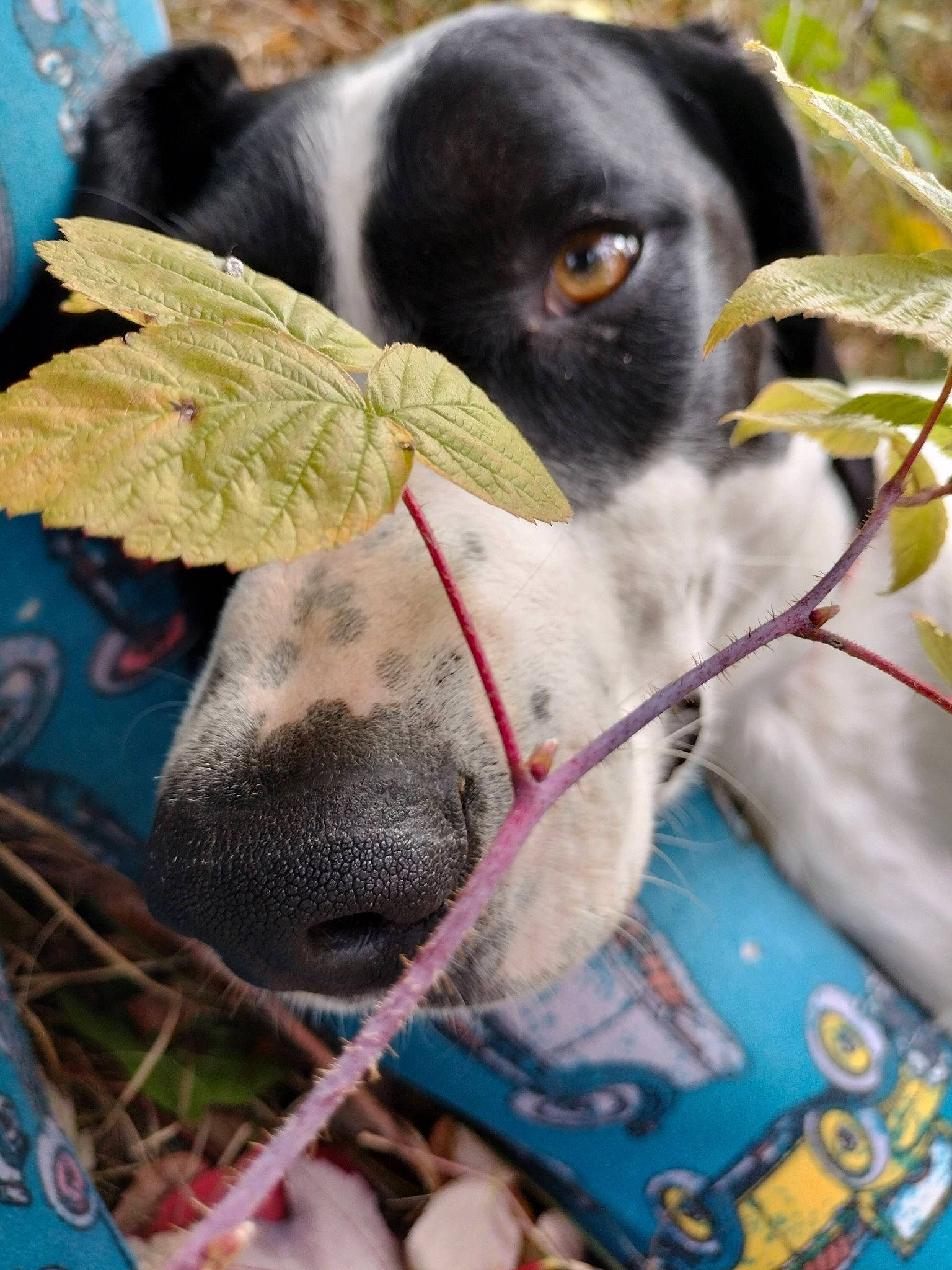 Myles joined the competition — help win amazing prizes! blue, canidae, carnivore, collar, companion_dog, dog, dog_breed, dog_collar, dog_supply, fawn, fur, grass, mesh, pet_supply, plant, snout, sporting_group, terrestrial_animal, whiskers, working_animal