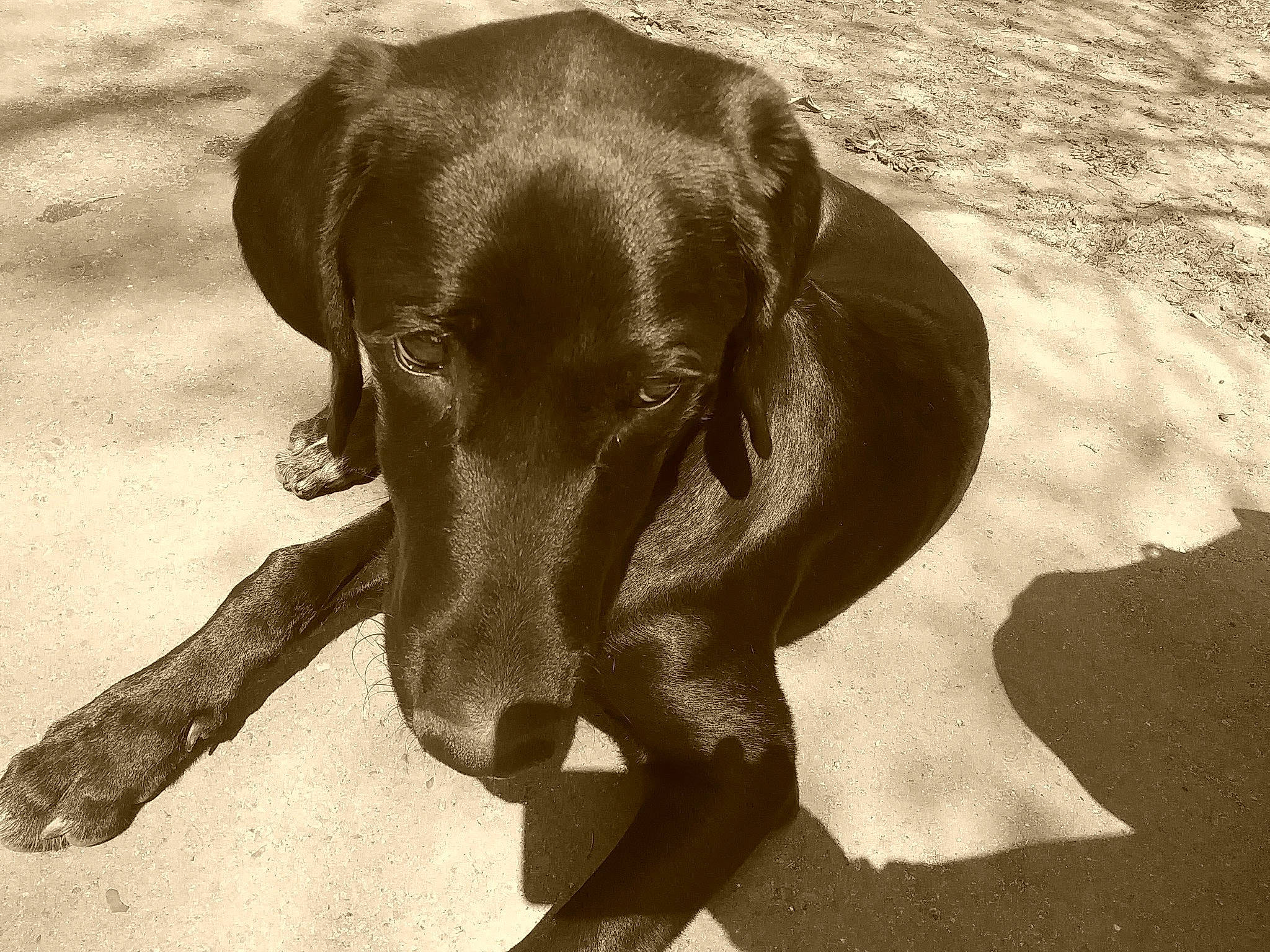 Kryptonite is registered to the contest to win money with this photo: canidae, carnivore, collar, companion_dog, dog, dog_breed, dog_collar, fawn, guard_dog, hound, liver, monochrome, monochrome_photography, shadow, snout, sporting_group, terrestrial_animal, webbing, whiskers, working_animal