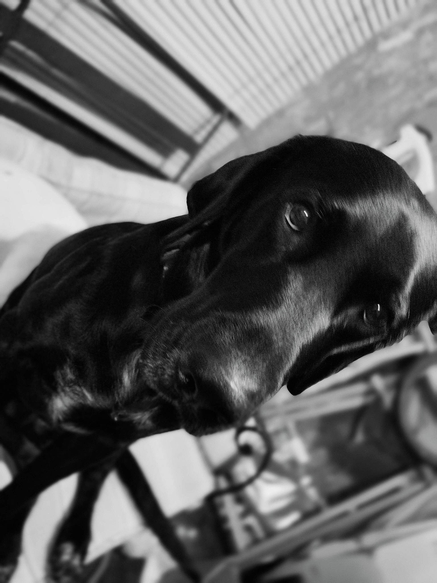 Kryptonite joined the competition — help win amazing prizes! carnivore, companion_dog, dachshund, dog, dog_breed, dog_collar, guard_dog, hound, hunting_dog, liver, metal, monochrome, monochrome_photography, pet_supply, snout, sporting_group, terrestrial_animal, tints_and_shades, whiskers, working_animal