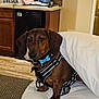 Wolfgang is registered to the contest to win money with this photo: dog, dachshund, pet, indoor, blanket, harness, brown_dog, floor, kitchen, flags, fresca_box, cabinet, countertop, domestic, curious, seated, reflection, fur, collar, household