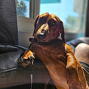Wolfgang is registered to the contest to win money with this photo: dog, dachshund, pet, animal, indoor, couch, leather, sunlight, window, curtain, paw, relaxed, brown, fur, nose, ears, home, shadow, daylight, portrait