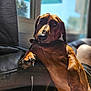 dog, dachshund, pet, animal, indoor, couch, leather, sunlight, window, curtain, paw, relaxed, brown, fur, nose, ears, home, shadow, daylight, portrait