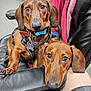 Wolfgang joined the competition — help win amazing prizes! dog, dachshund, pet, animal, brown_coat, leather_chair, indoor, close_up, two_dogs, resting, cute, ears, collar, harness, paw, nose, eyes, furniture, relaxed, companions