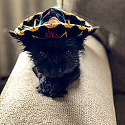 Loui joined the competition — help win amazing prizes! adorable, animal, armrest, black_dog, blurred_background, closeup, couch, cozy, cute, dog, furniture, hat, indoor, looking, lying_down, pet, portrait, small_dog, soft_light, sombrero