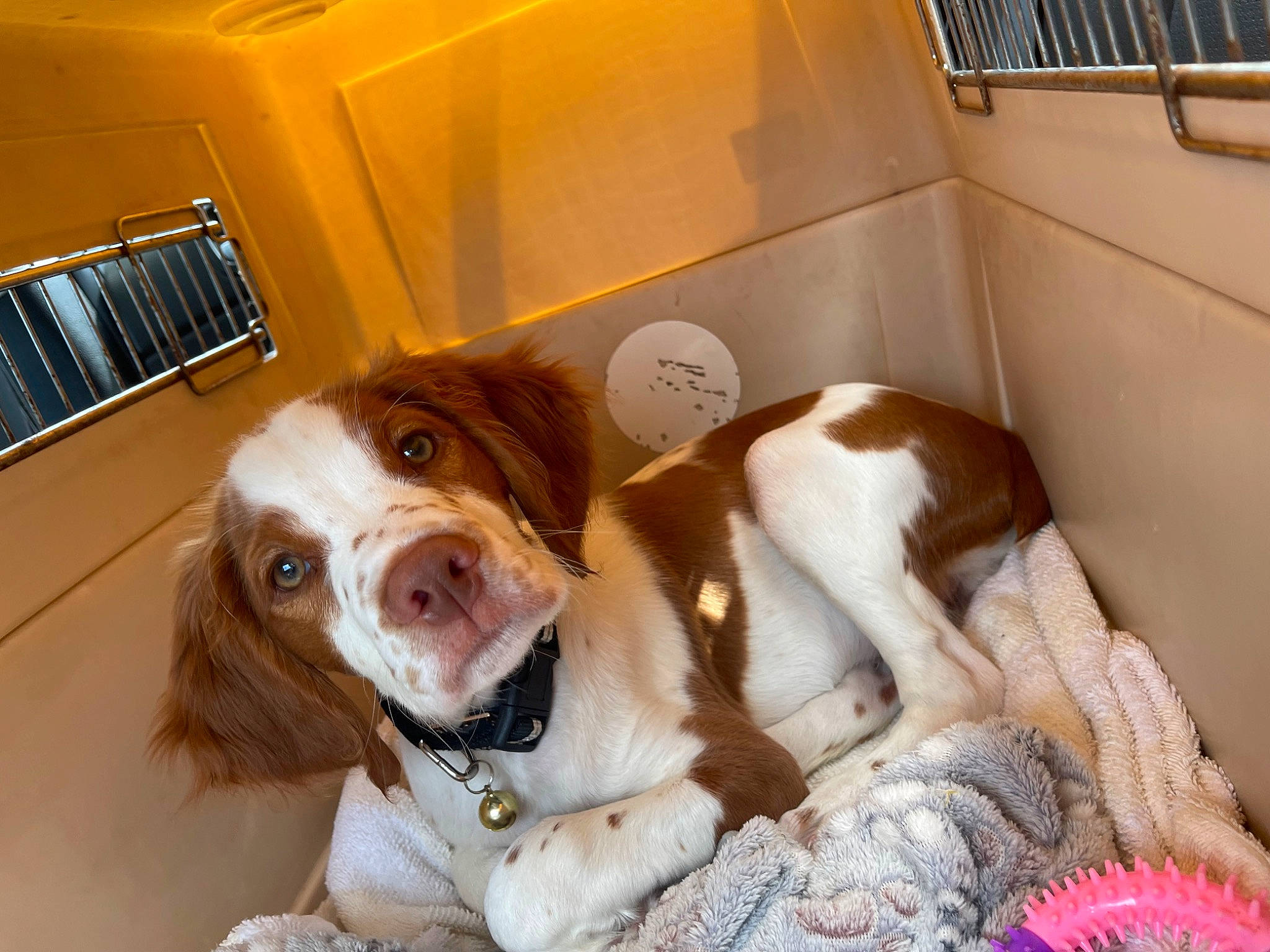 Ty joined the competition — help win amazing prizes! basset_hound, brittany, canidae, carnivore, comfort, companion_dog, dog, dog_breed, ear, fawn, fur, irish_red_and_white_setter, liver, pointing_breed, snout, spaniel, sporting_group, toy, whiskers, working_animal