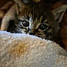 kitten, cat, animal, pet, furry, cute, eyes, blanket, cozy, indoor, soft, fur, young, small, curious, warm, texture, closeup, peek, resting