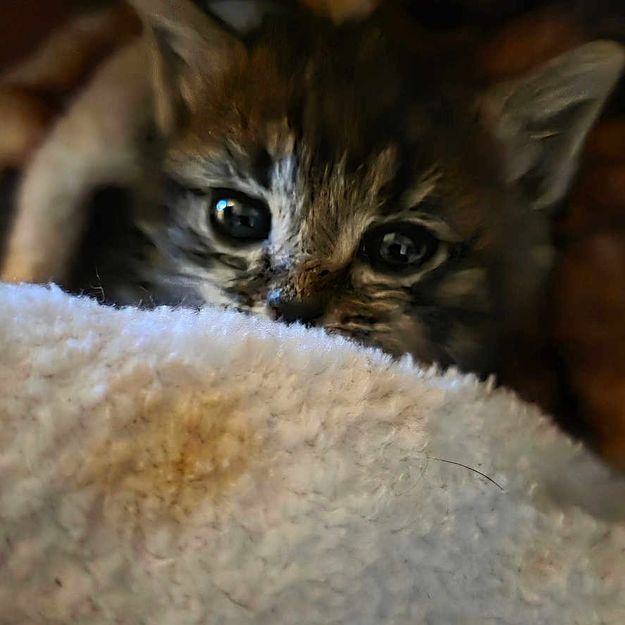 Bug joined the competition — help win amazing prizes! kitten, cat, animal, pet, furry, cute, eyes, blanket, cozy, indoor, soft, fur, young, small, curious, warm, texture, closeup, peek, resting