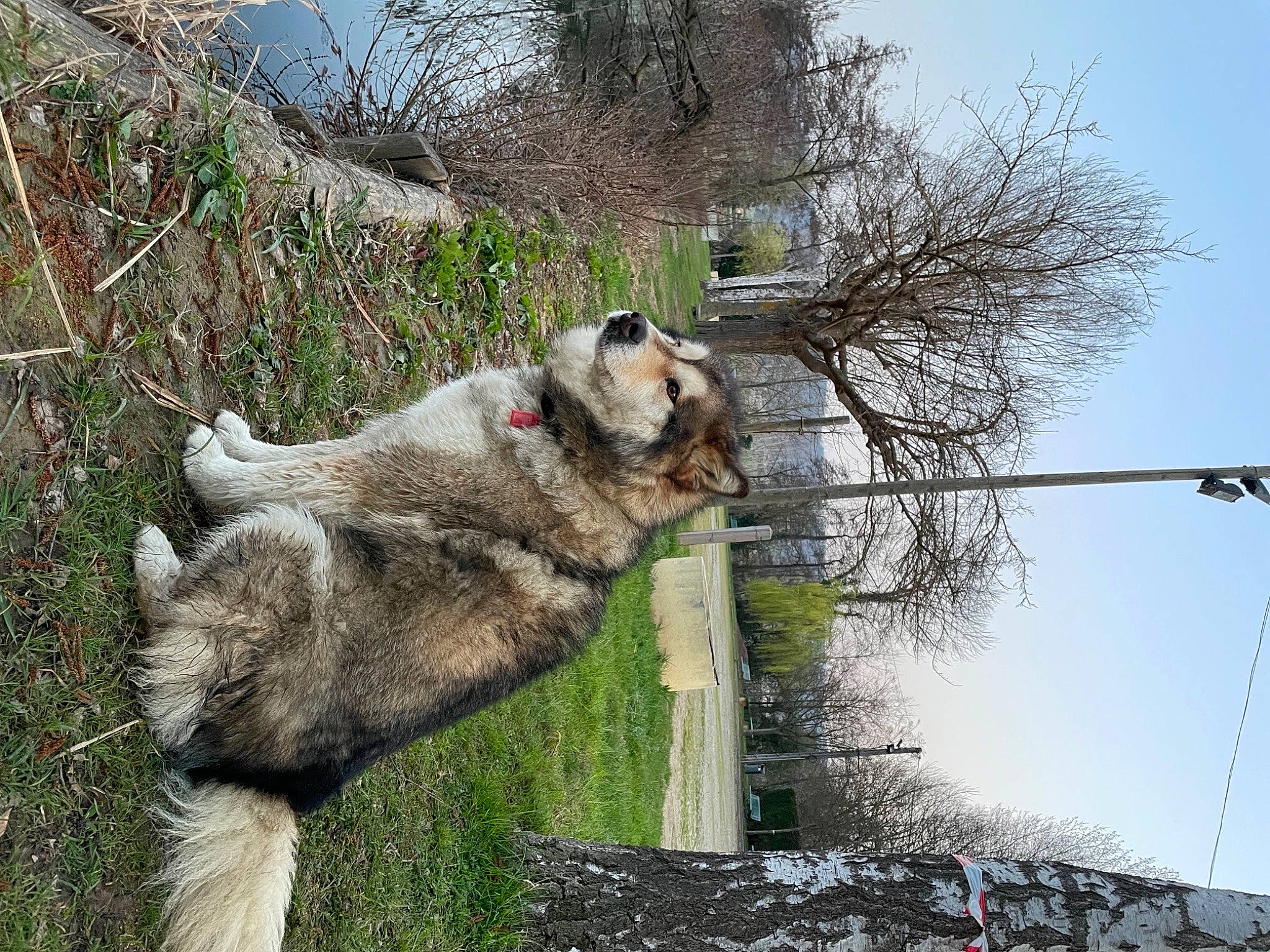 Maya a rejoint le concours — aidez-le/la à gagner de superbes lots ! ancient_dog_breeds, canis, carnivore, collar, dog, dog_breed, fawn, fur, plant, sky, sled_dog, sporting_group, tail, terrestrial_animal, tree, twig, wolf, working_animal, working_dog