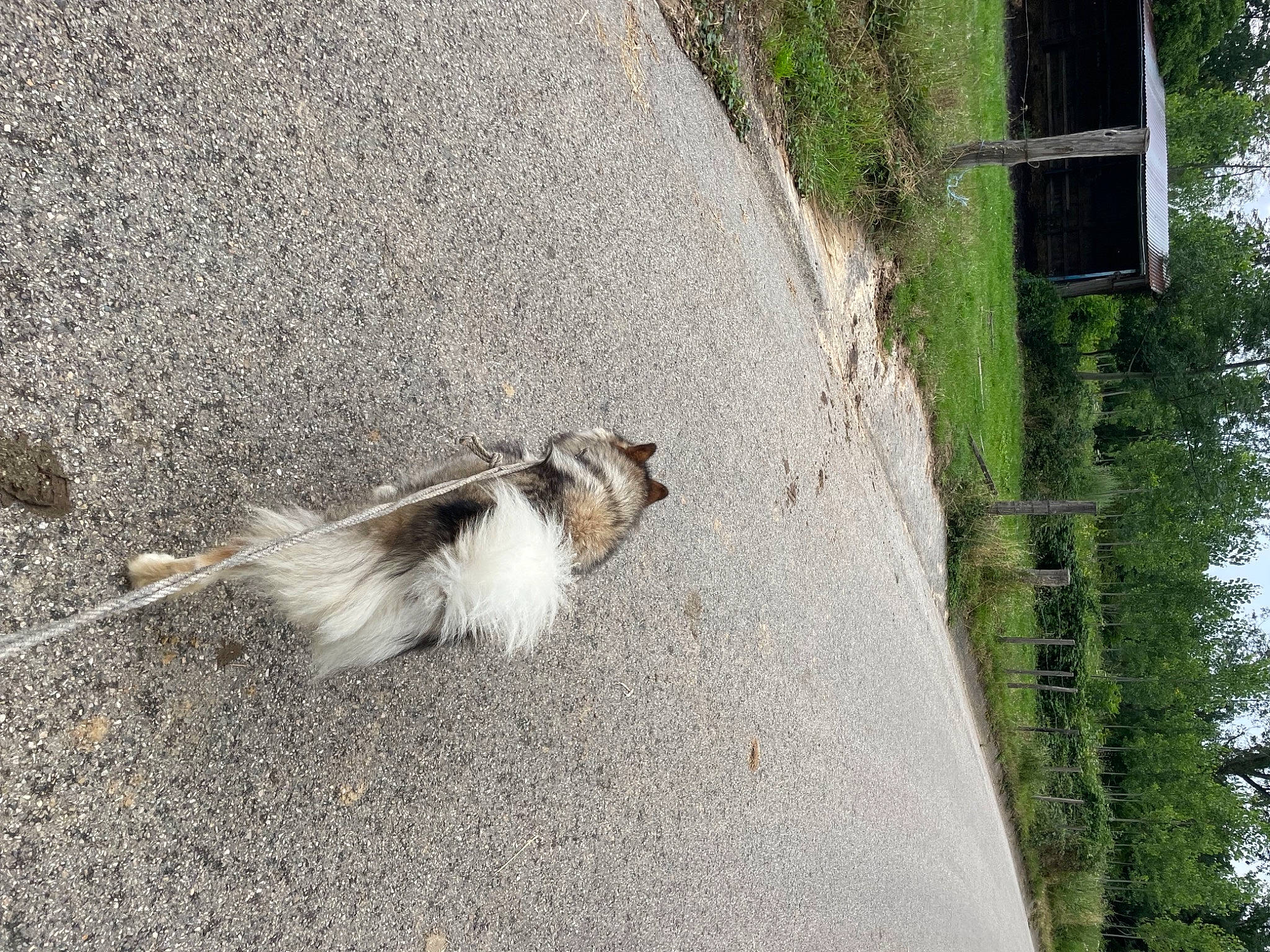 Maya a rejoint le concours — aidez-le/la à gagner de superbes lots ! asphalt, canidae, carnivore, companion_dog, concrete, dog, dog_breed, fawn, flooring, fur, grass, plant, road, road_surface, sidewalk, sky, sporting_group, tail, tree, trunk