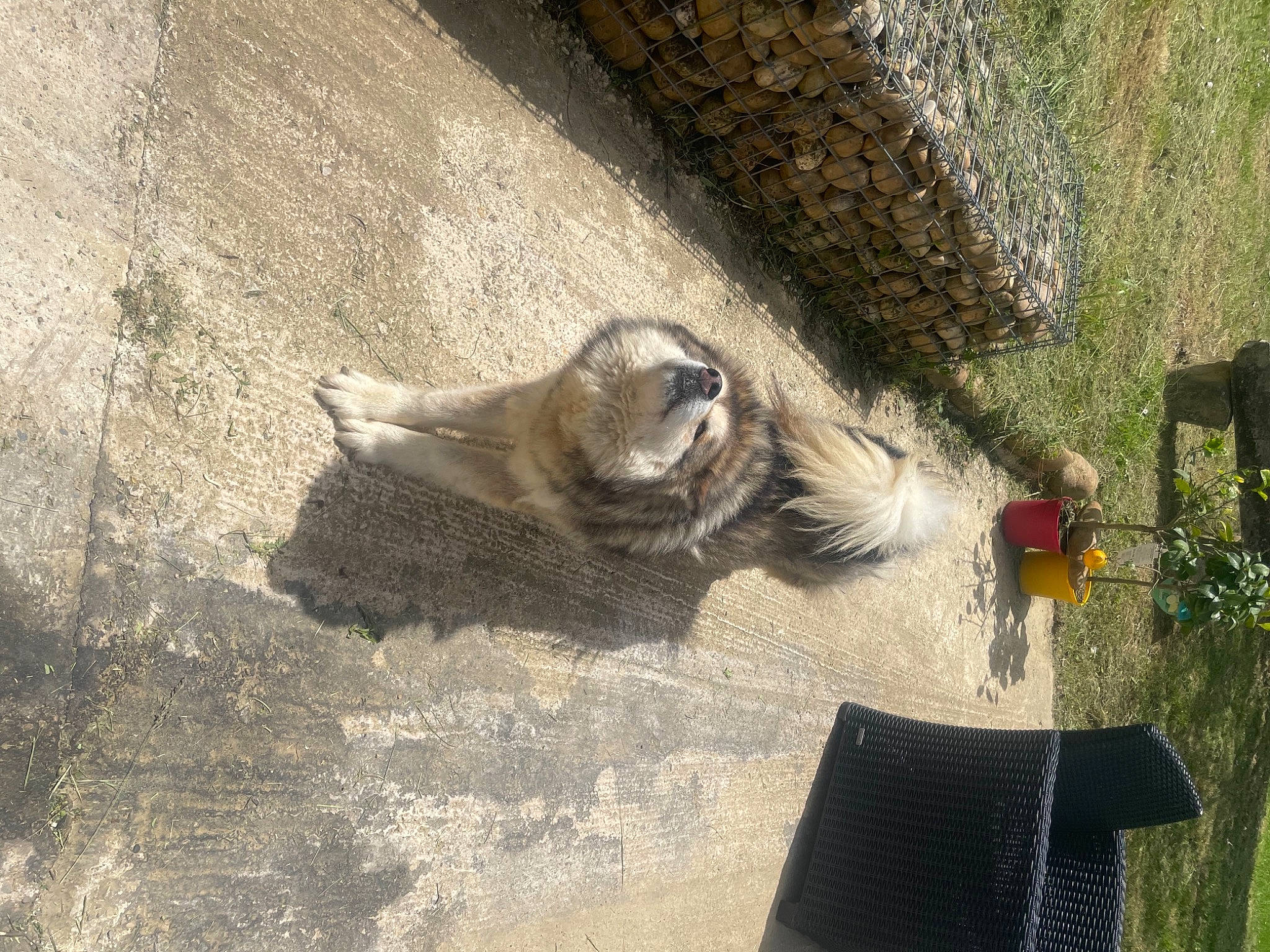 Maya participe au concours pour gagner de l'argent avec cette photo : art, canidae, carnivore, dog, dog_breed, fawn, felidae, fur, grass, landscape, plant, recreation, shadow, small_to_medium_sized_cats, sporting_group, tail, tree, wildlife, wood, working_animal