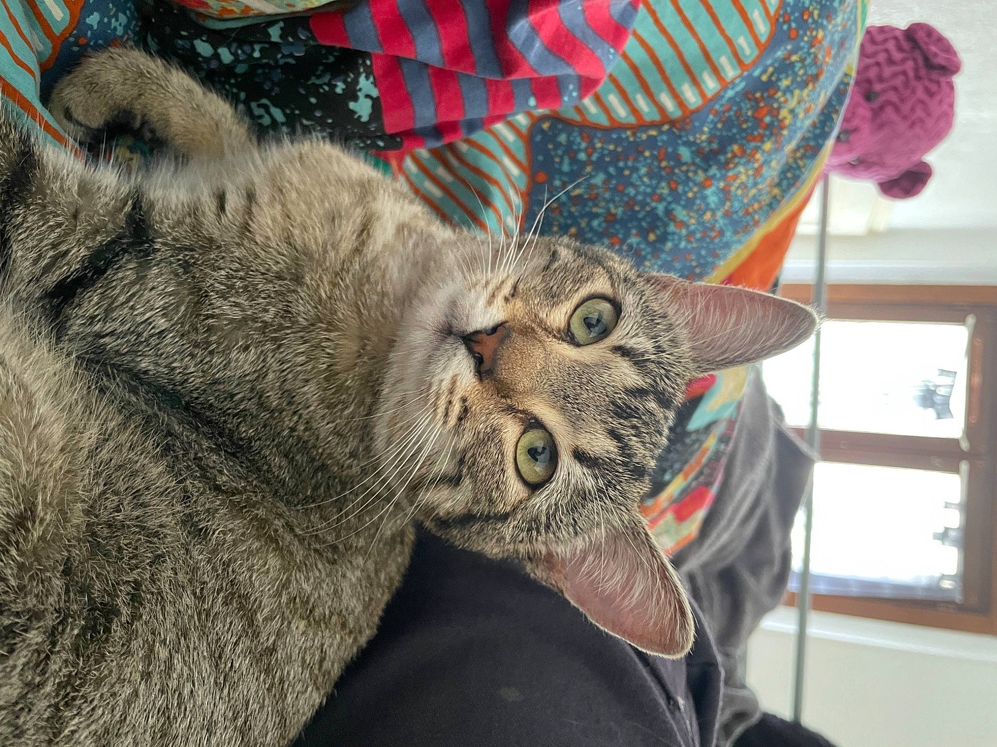 Ravioli participe au concours pour gagner de l'argent avec cette photo : carnivore, cat, claw, close_up, comfort, domestic_short_haired_cat, fashion_accessory, felidae, fur, hat, nap, pattern, paw, picture_frame, small_to_medium_sized_cats, snout, tail, tree, whiskers, window