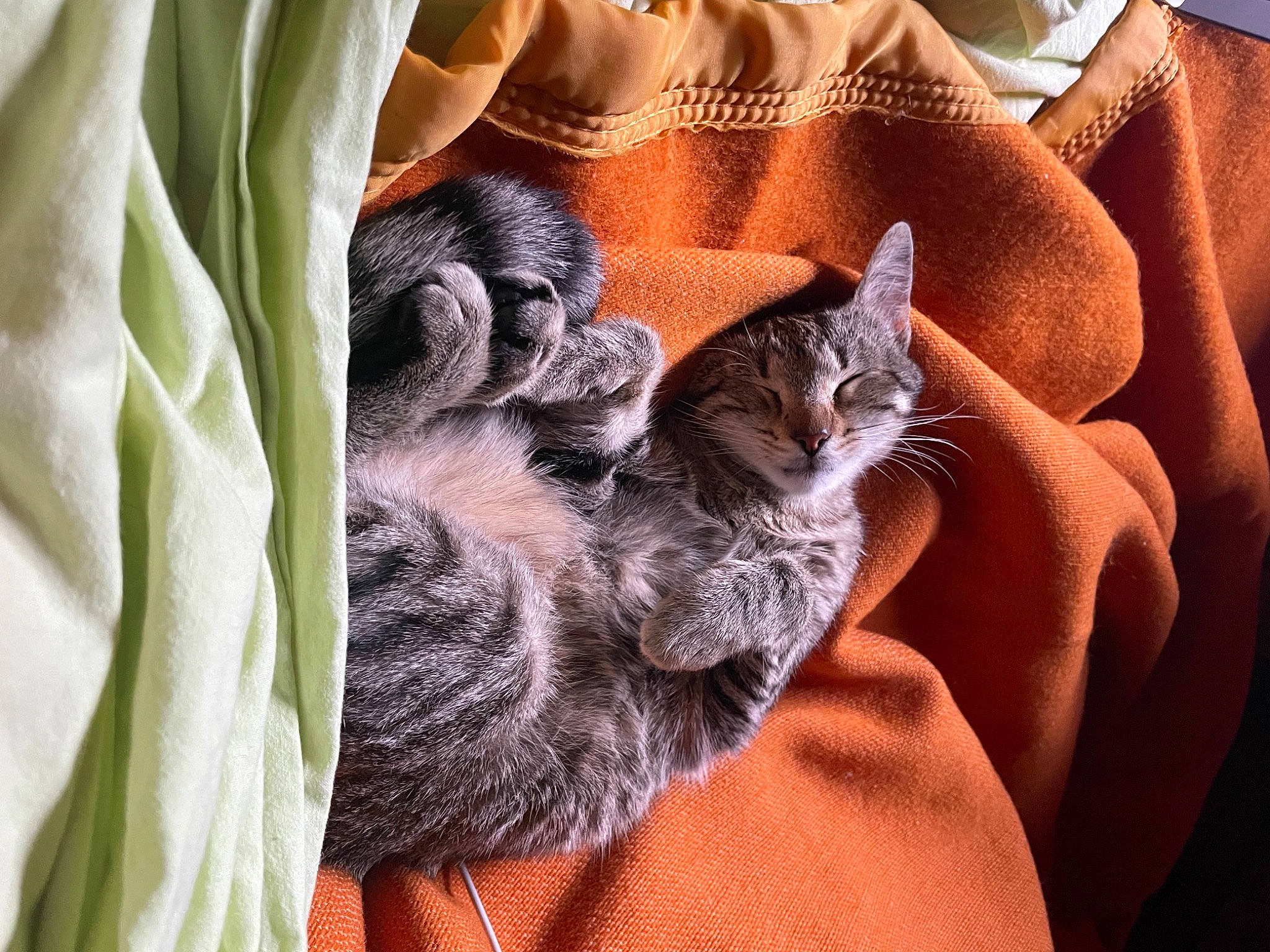 Ravioli participe au concours pour gagner de l'argent avec cette photo : bed, bed_sheet, carnivore, cat, comfort, domestic_short_haired_cat, fawn, felidae, fur, grey, linens, nap, pattern, paw, peach, small_to_medium_sized_cats, tail, textile, thread, whiskers