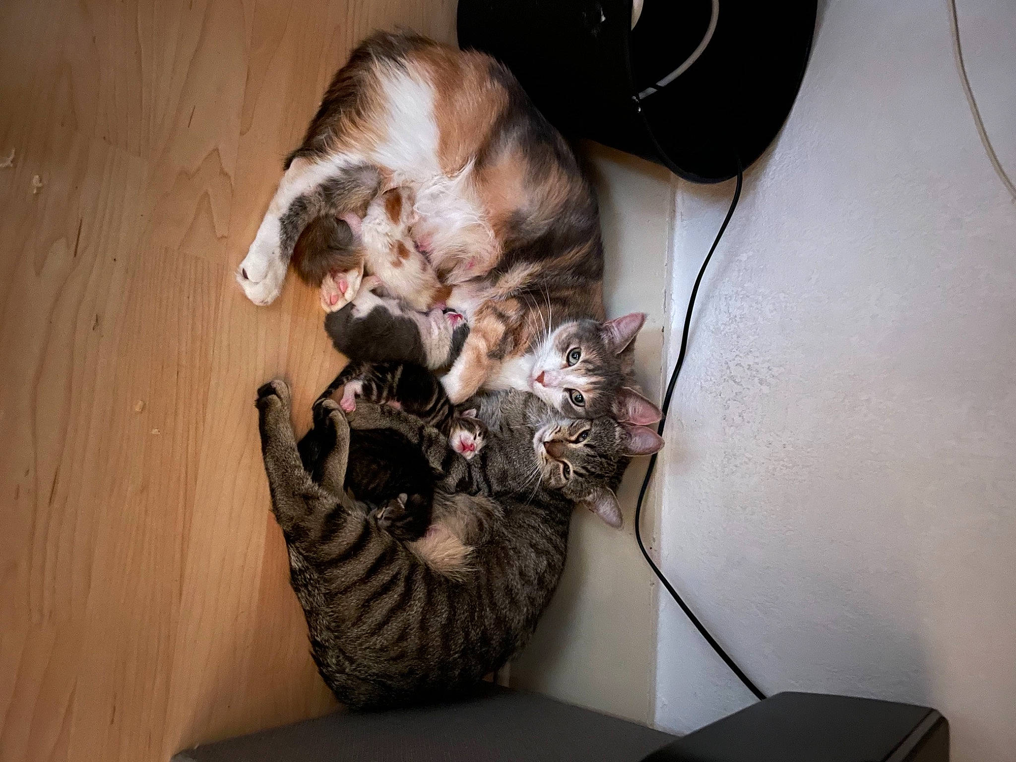 Ravioli a rejoint le concours — aidez-le/la à gagner de superbes lots ! canidae, carnivore, cat, comfort, companion_dog, dog_breed, domestic_short_haired_cat, felidae, fur, hardwood, mechanical_fan, paw, small_to_medium_sized_cats, sporting_group, tail, whiskers, wood