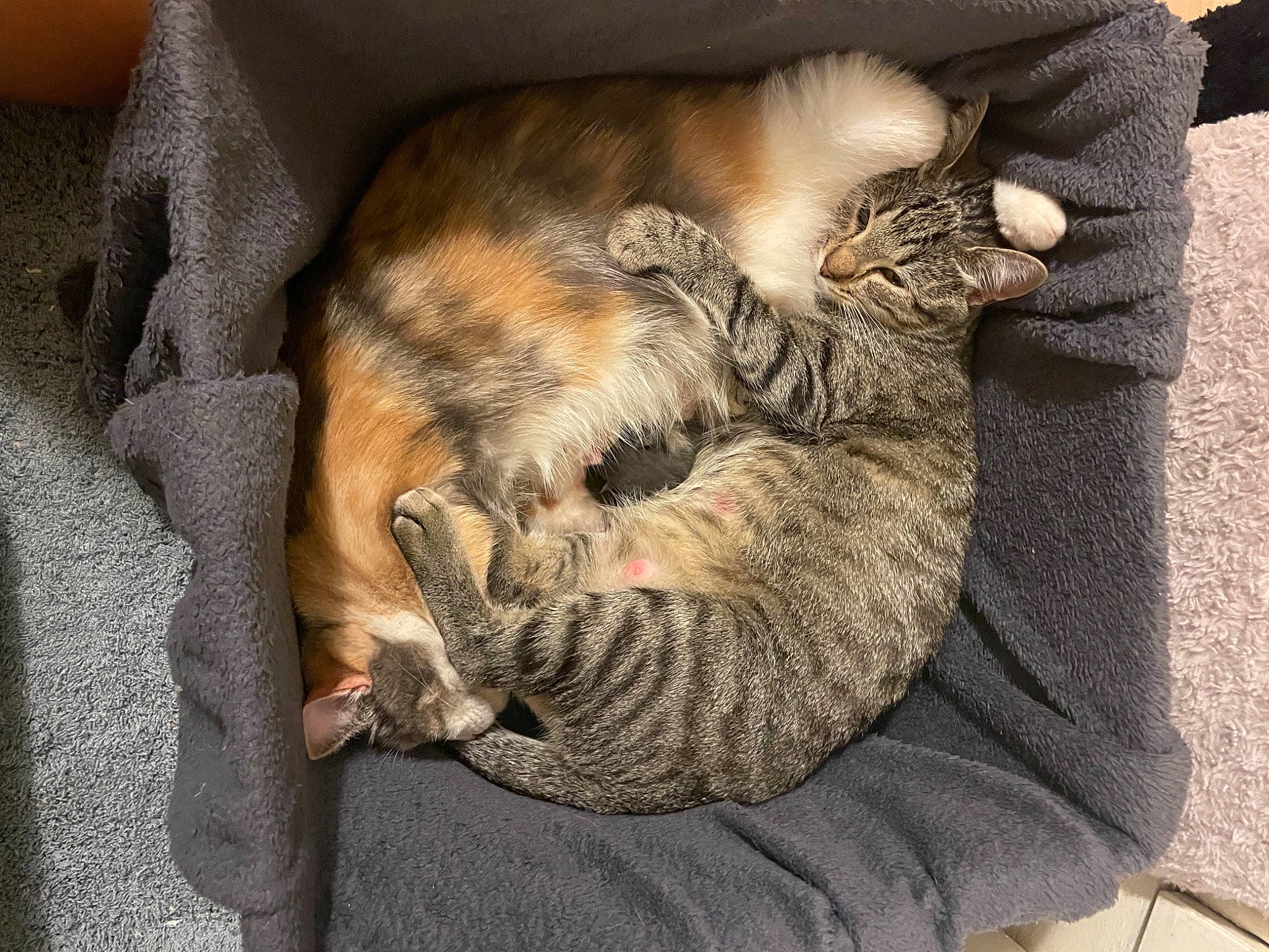 Ravioli participe au concours pour gagner de l'argent avec cette photo : brown, carnivore, cat, cat_bed, cat_supply, claw, comfort, domestic_short_haired_cat, felidae, fur, grey, nap, paw, sleep, small_to_medium_sized_cats, tail, textile, whiskers