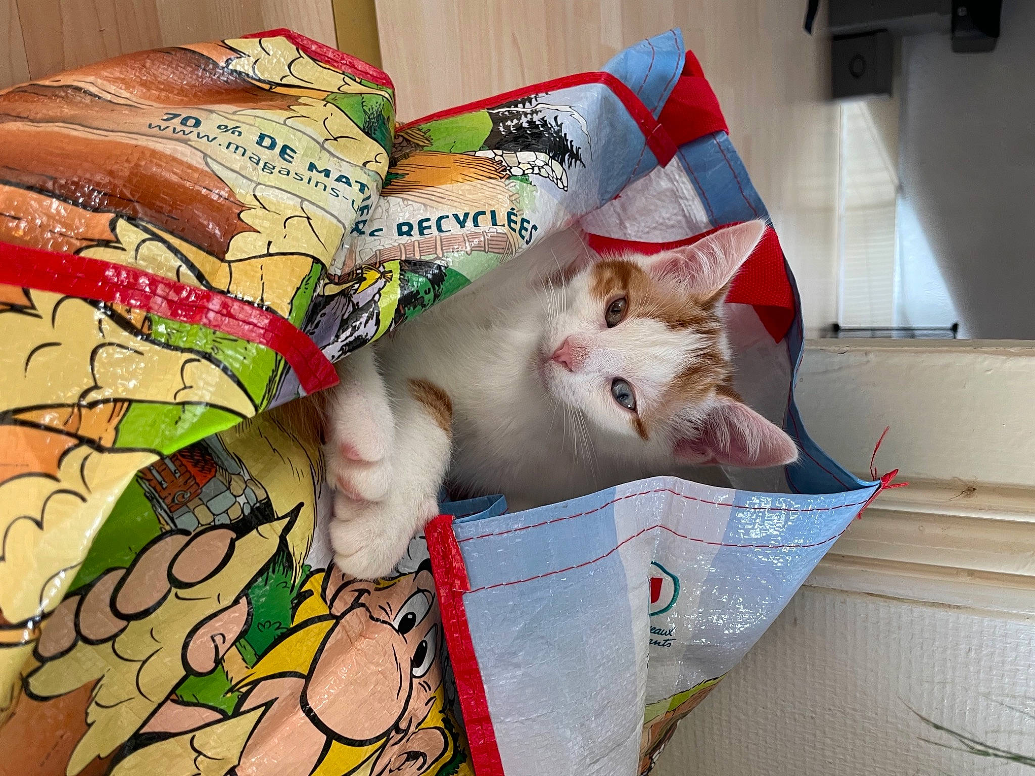 Spirou a rejoint le concours — aidez-le/la à gagner de superbes lots ! art, box, cardboard, carnivore, cat, domestic_short_haired_cat, felidae, fur, linens, packaging_and_labeling, paper, paper_product, pattern, room, sleeve, small_to_medium_sized_cats, visual_arts, whiskers