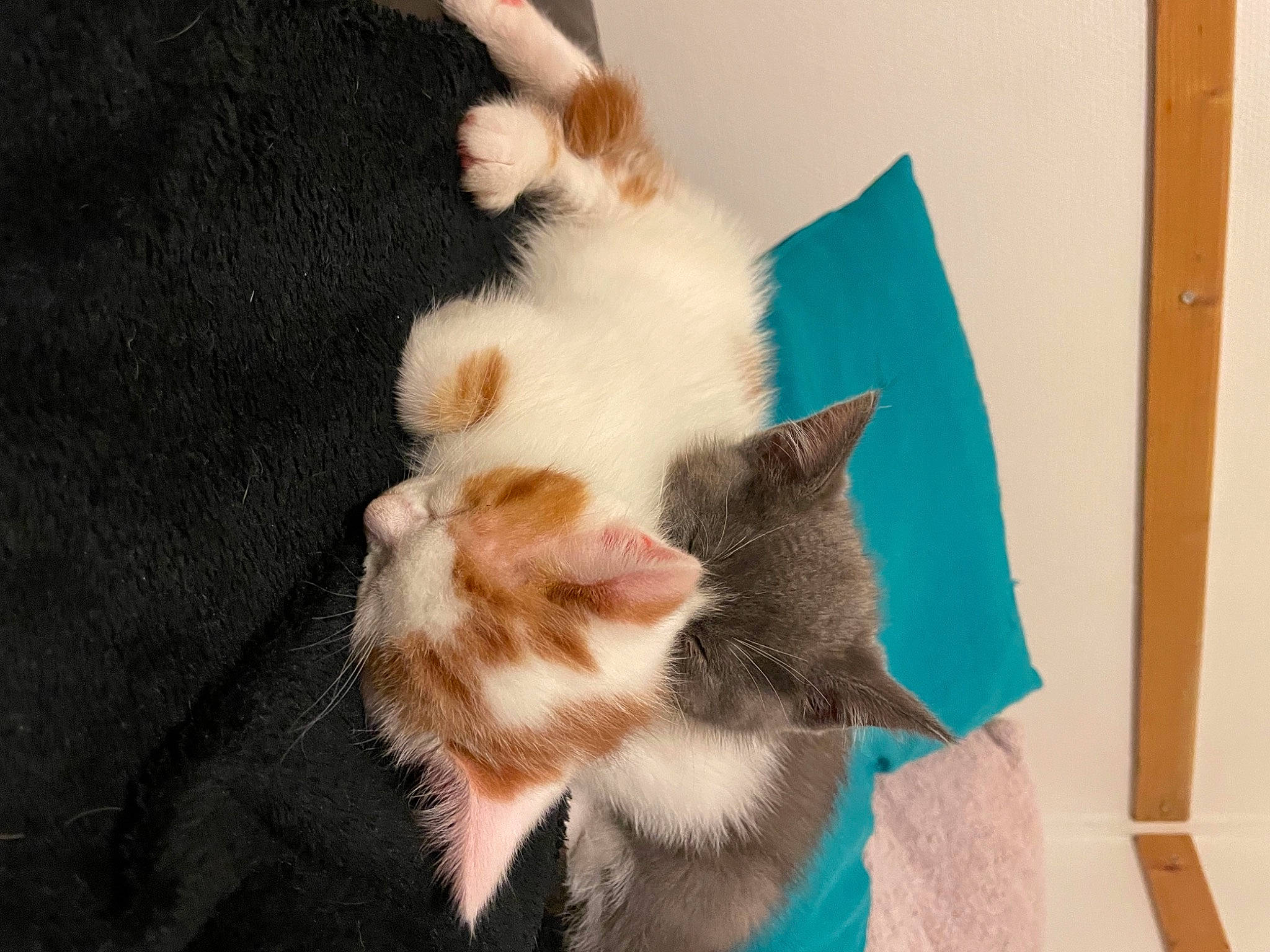 Spirou participe au concours pour gagner de l'argent avec cette photo : carnivore, cat, claw, comfort, domestic_short_haired_cat, fawn, felidae, fur, paw, plant, small_to_medium_sized_cats, snout, tail, whiskers