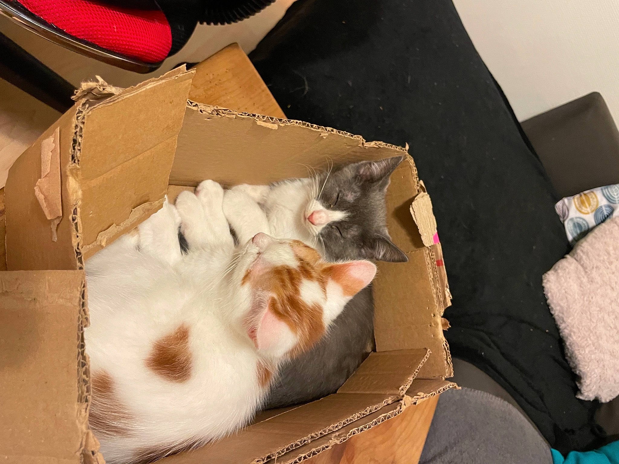 Spirou participe au concours pour gagner de l'argent avec cette photo : box, cardboard, carnivore, carton, cat, comfort, domestic_short_haired_cat, fawn, felidae, fur, linens, packaging_and_labeling, paper_product, paw, room, shipping_box, small_to_medium_sized_cats, tail, whiskers, wood