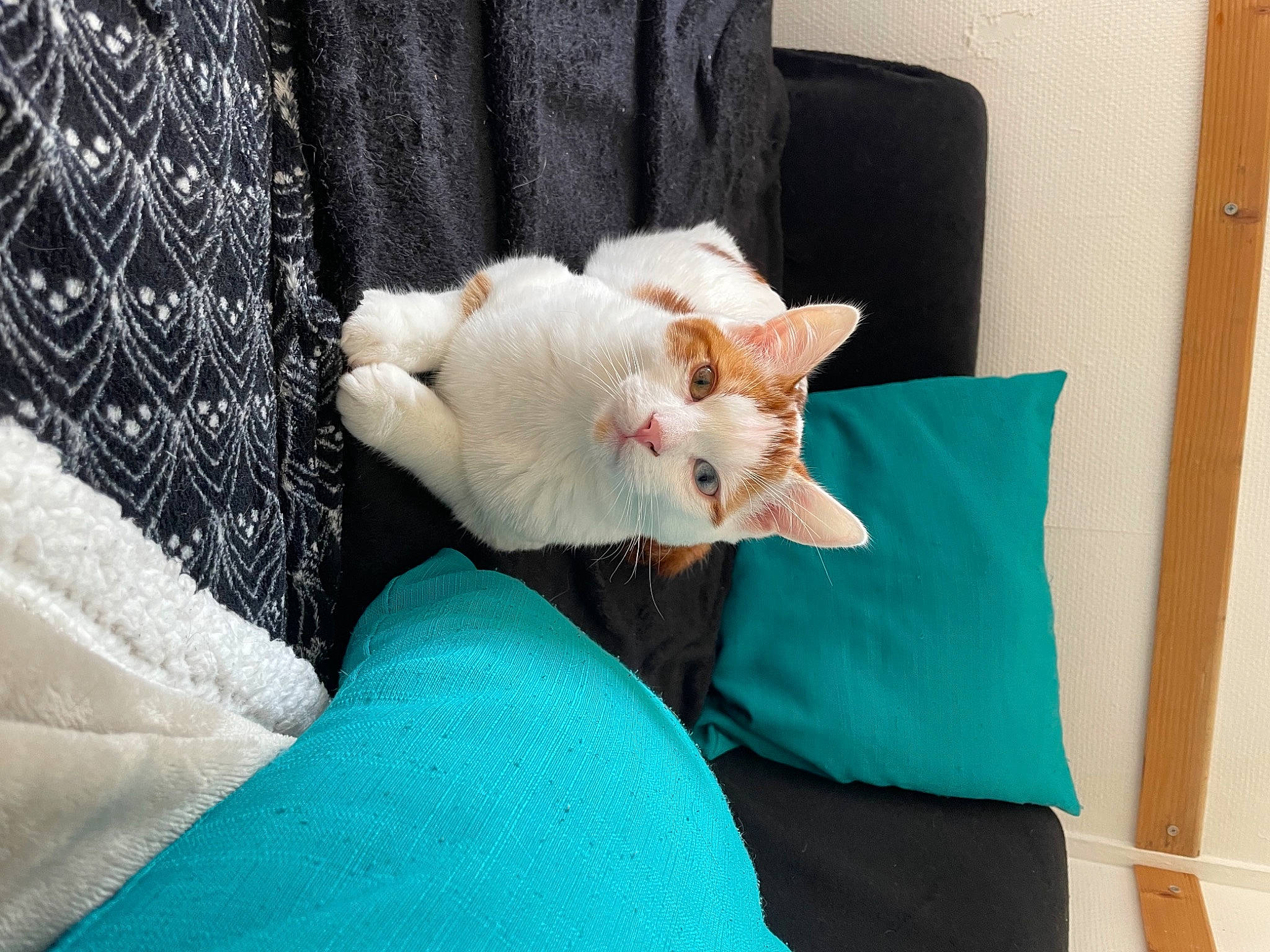 Spirou participe au concours pour gagner de l'argent avec cette photo : bed, bedding, carnivore, cat, chair, comfort, companion_dog, couch, domestic_short_haired_cat, fawn, felidae, fur, furniture, linens, pillow, room, small_to_medium_sized_cats, tail, textile, whiskers