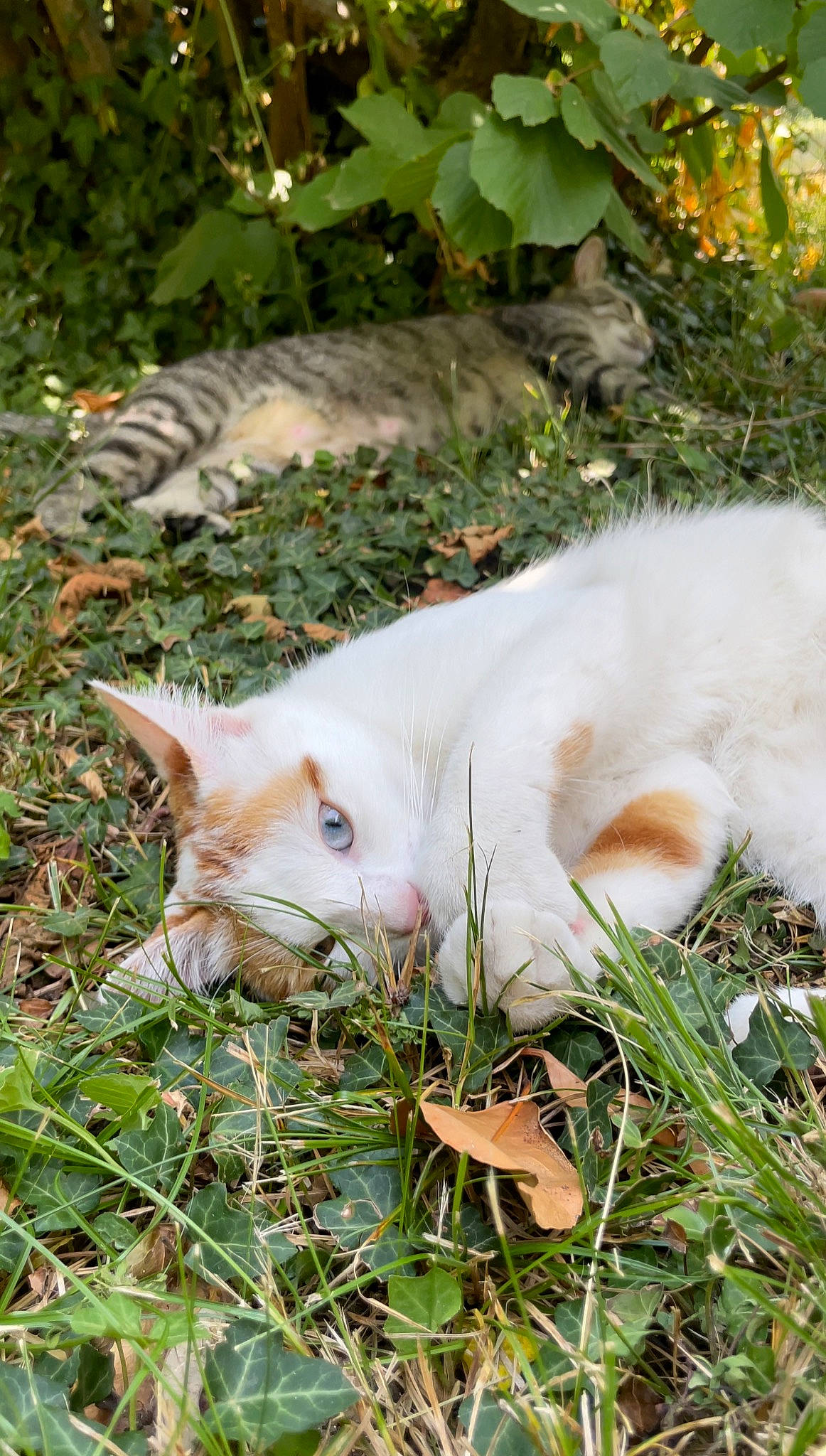 Spirou a rejoint le concours — aidez-le/la à gagner de superbes lots ! canidae, carnivore, cat, dog_breed, domestic_short_haired_cat, eye, fawn, felidae, fur, grass, groundcover, plant, small_to_medium_sized_cats, snout, sporting_group, tail, terrestrial_animal, whiskers, wildlife