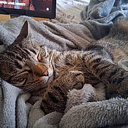 Astrid Pinchon a rejoint le concours — aidez-le/la à gagner de superbes lots ! animal, bed, blanket, cat, closeup, comfort, cozy, feline, fur, indoor, nap, paw, pet, relaxation, resting, sleeping, soft, tabby, warm, whiskers