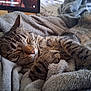 animal, bed, blanket, cat, closeup, comfort, cozy, feline, fur, indoor, nap, paw, pet, relaxation, resting, sleeping, soft, tabby, warm, whiskers