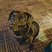 Samson Night joined the competition — help win amazing prizes! dog, black_dog, pet, indoor, carpet, collar, animal, looking_up, cute, fur, ears, eyes, sitting, floor, domestic_animal, companion, mammal, closeup, portrait, waiting