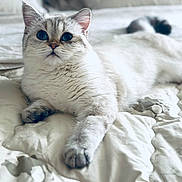 Chanel joined the competition — help win amazing prizes! animal, bed, blanket, cat, closeup, cozy, cute, domestic, feline, fur, indoor, light, mammal, paws, pet, relaxed, resting, sleepy, soft, whiskers