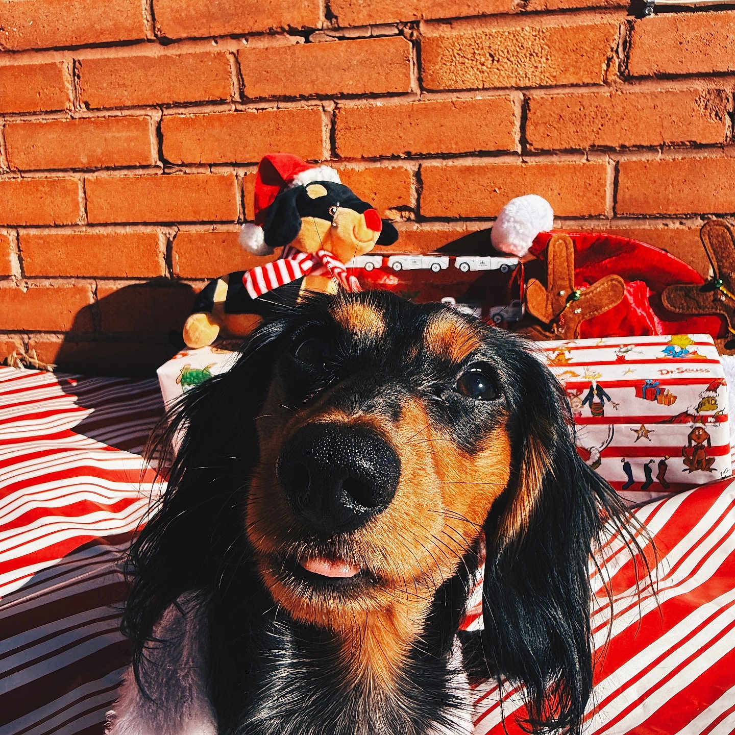 Milo is registered to the contest to win money with this photo: animal, architecture, blanket, brick, building, canine, clothing, cockerspaniel, couch, dog, footwear, furniture, hound, person, pet, plush, puppy, shoe, toy, wall