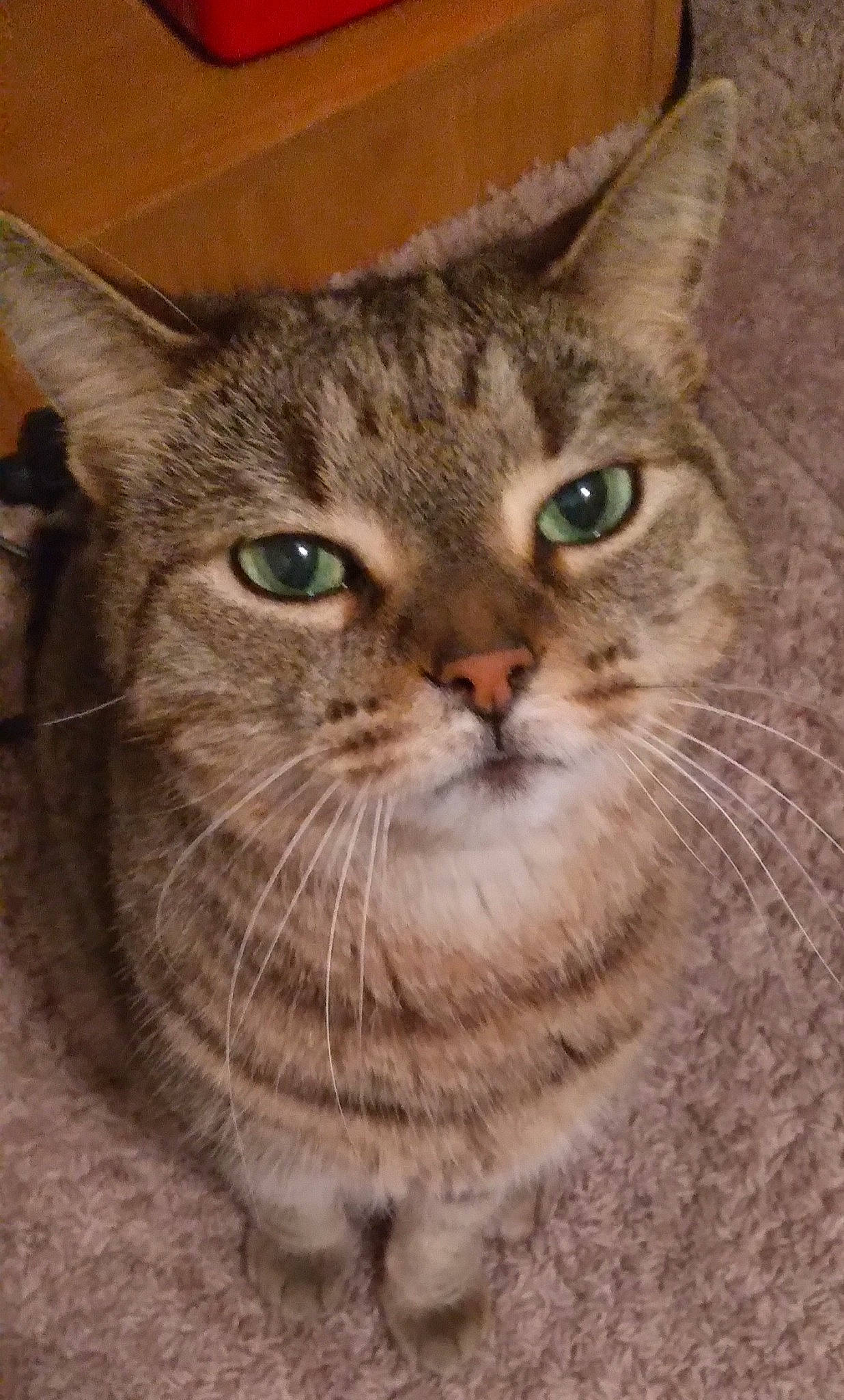 Ceasar is registered to the contest to win money with this photo: carnivore, cat, close_up, domestic_short_haired_cat, felidae, fur, small_to_medium_sized_cats, snout, terrestrial_animal, whiskers, wildlife, window