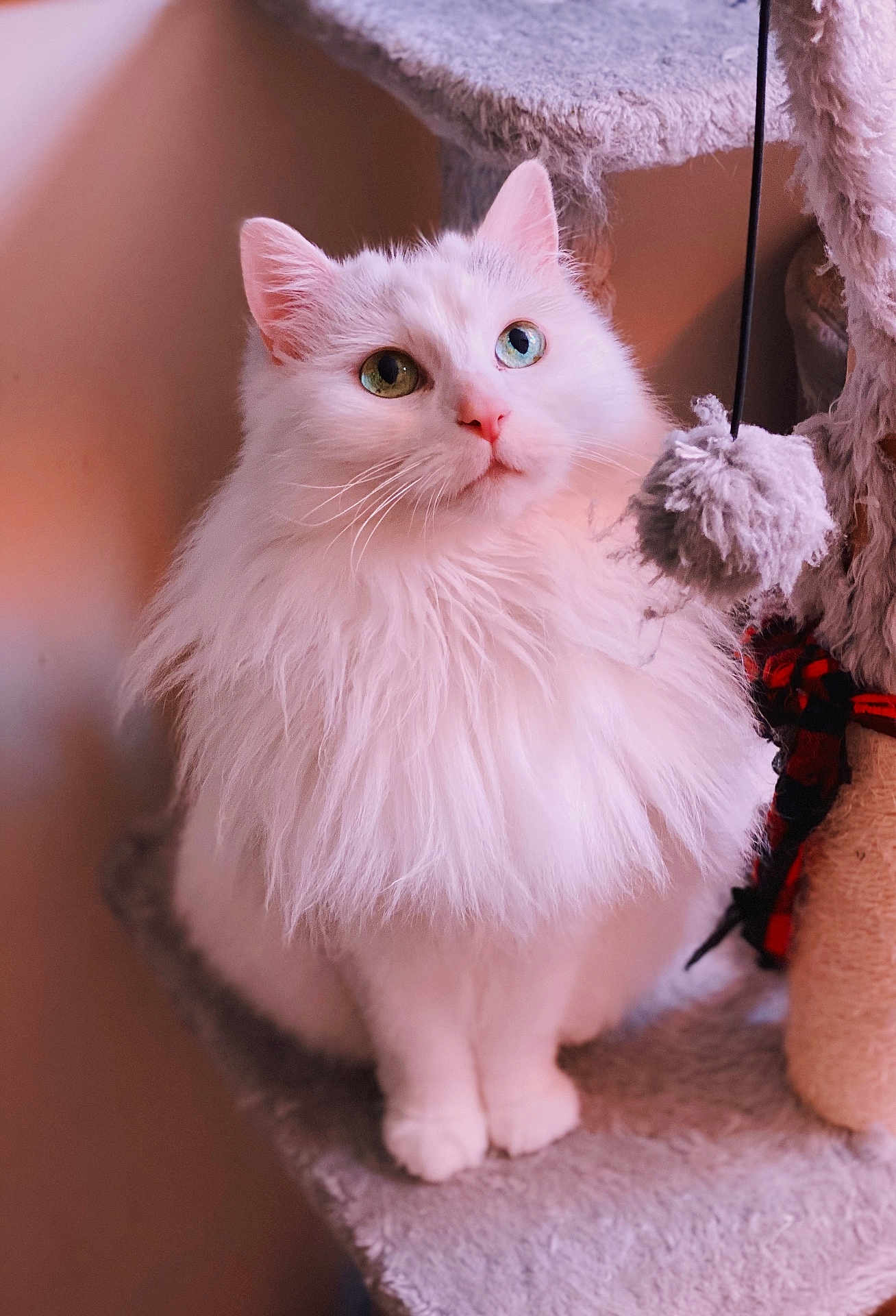 Angel is registered to the contest to win money with this photo: cat, white_cat, fluffy_fur, heterochromia, blue_eye, green_eye, cat_tree, toy, indoor, pet, feline, curious, sitting, close_up, whiskers, pink_nose, domestic_cat, soft_lighting, background, animal