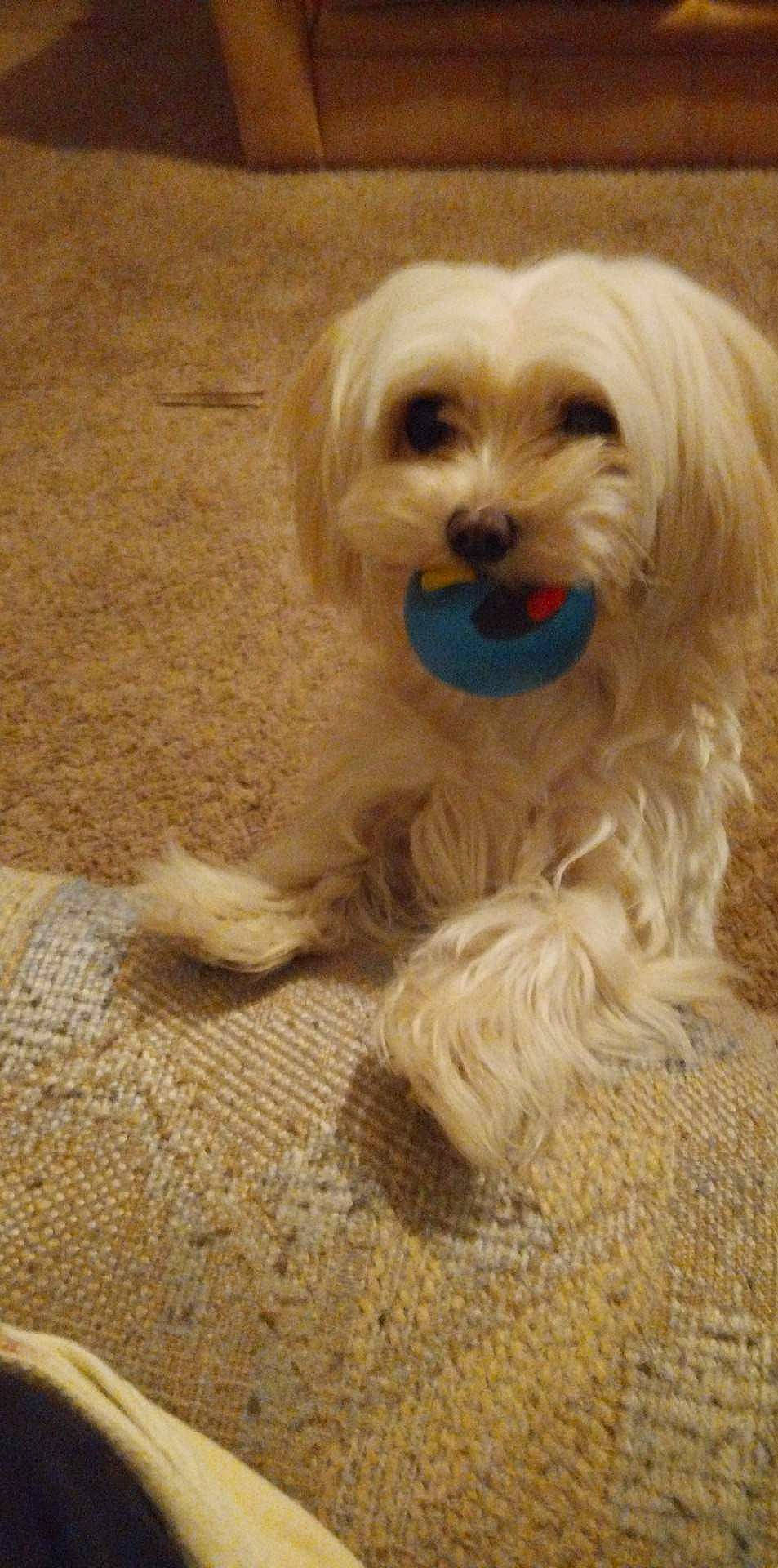 Daisy is registered to the contest to win money with this photo: canidae, carnivore, companion_dog, dog, dog_breed, dog_supply, fashion_accessory, flooring, fur, maltepoo, non_sporting_group, puppy, small_terrier, snout, sporting_group, terrier, toy_dog, working_animal