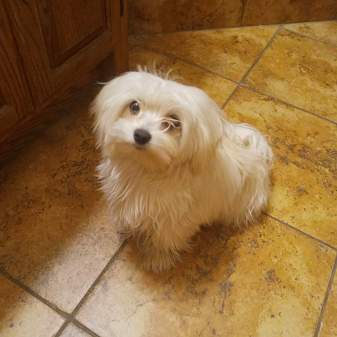 Daisy joined the competition — help win amazing prizes! ancient_dog_breeds, carnivore, companion_dog, dog, dog_breed, door, floor, flooring, fur, hardwood, small_terrier, sporting_group, terrier, tile_flooring, toy_dog, whiskers, wood, wood_flooring, wood_stain, working_animal