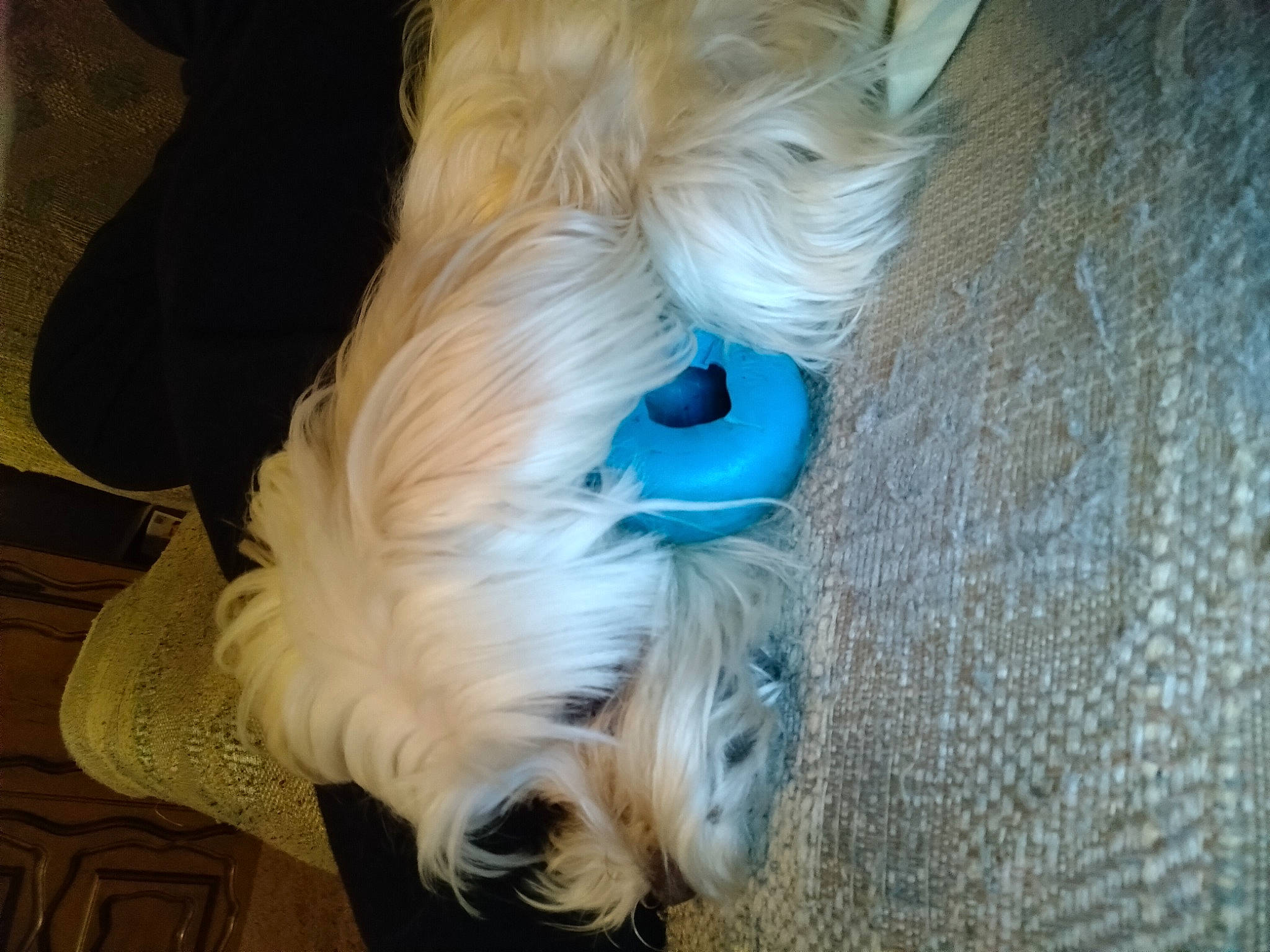 Daisy is registered to the contest to win money with this photo: canidae, carnivore, companion_dog, dog, dog_breed, dog_clothes, dog_supply, electric_blue, fawn, fur, small_terrier, snout, sporting_group, tail, terrier, toy, toy_dog, whiskers, wool, working_animal