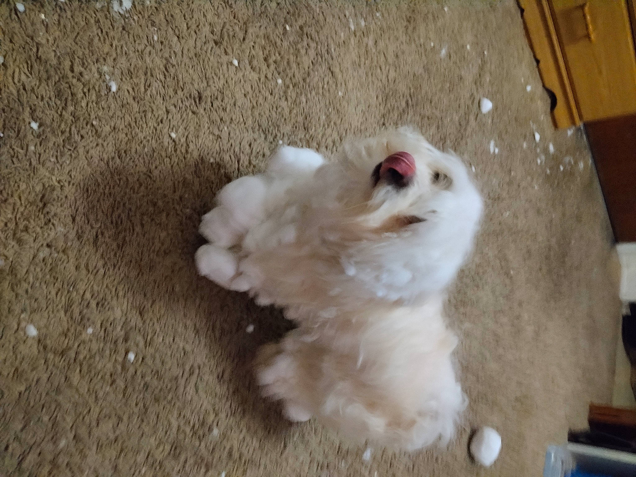 Daisy joined the competition — help win amazing prizes! asphalt, canidae, carnivore, cat, companion_dog, dog, dog_breed, fawn, felidae, flooring, fur, paw, small_to_medium_sized_cats, snout, spitz, sporting_group, tail, toy_dog, whiskers, working_animal