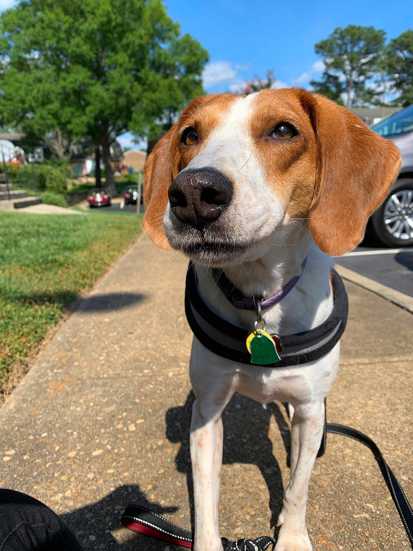 Lily joined the competition — help win amazing prizes! dog, beagle_like, pet, nose, ears, collar, id_tag, leash, sidewalk, pavement, grass, trees, car, parked_car, sunny, outdoor, portrait, close_up, shadow, curious