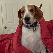 Lily is registered to the contest to win money with this photo: dog, beagle, blanket, bed, indoor, door, wall, collar, tags, red_blanket, pet, portrait, looking_at_camera, sitting, cozy, fur, ears, nose, bedding, home_interior