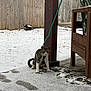 Penelope is registered to the contest to win money with this photo: cat, tabby_cat, pet, snow, backyard, wooden_fence, wooden_post, rope, leash, porch, patio, footprints, grass, chair, patterned_cushion, winter, paws, outdoor, concrete, snowy_ground