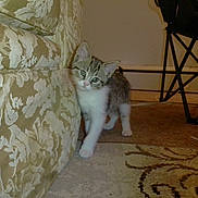 Penelope is registered to the contest to win money with this photo: kitten, cat, sofa, patterned_sofa, carpet, rug, indoor, furniture, wall, baseboard, electrical_outlet, folding_chair, chair_leg, paw, whiskers, green_eyes, curious, pet, home, portrait