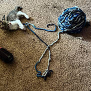 Penelope is registered to the contest to win money with this photo: kitten, cat, ball_of_yarn, yarn, carpet, playing, paw, toy, tangled_yarn, indoor, brush, whiskers, fur, small_pet, relaxed, blue_yarn, household, messy_floor, pouncing, floor_texture
